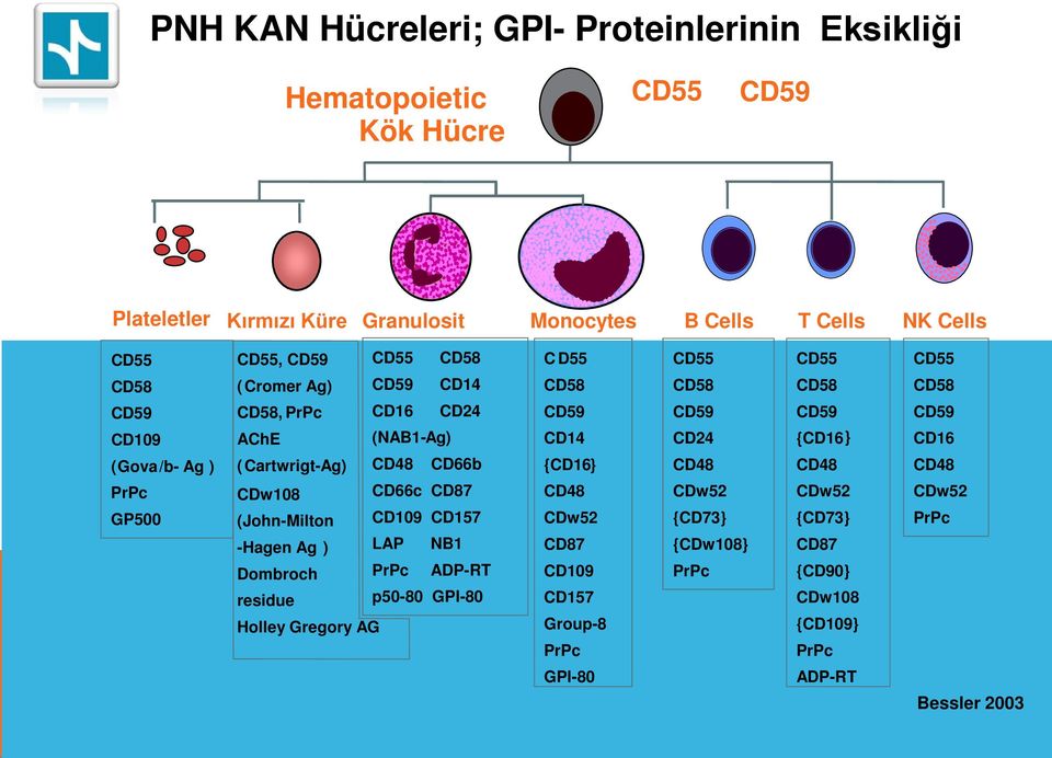 CD87 CD109 CD157 -Hagen Ag ) LAP NB1 Dombroch PrPc ADP-RT residue p50-80 GPI-80 Holley Gregory AG C D55 CD58 CD59 CD14 {CD16} CD48 CDw52 CD87 CD109 CD157 Group-8 PrPc CD55