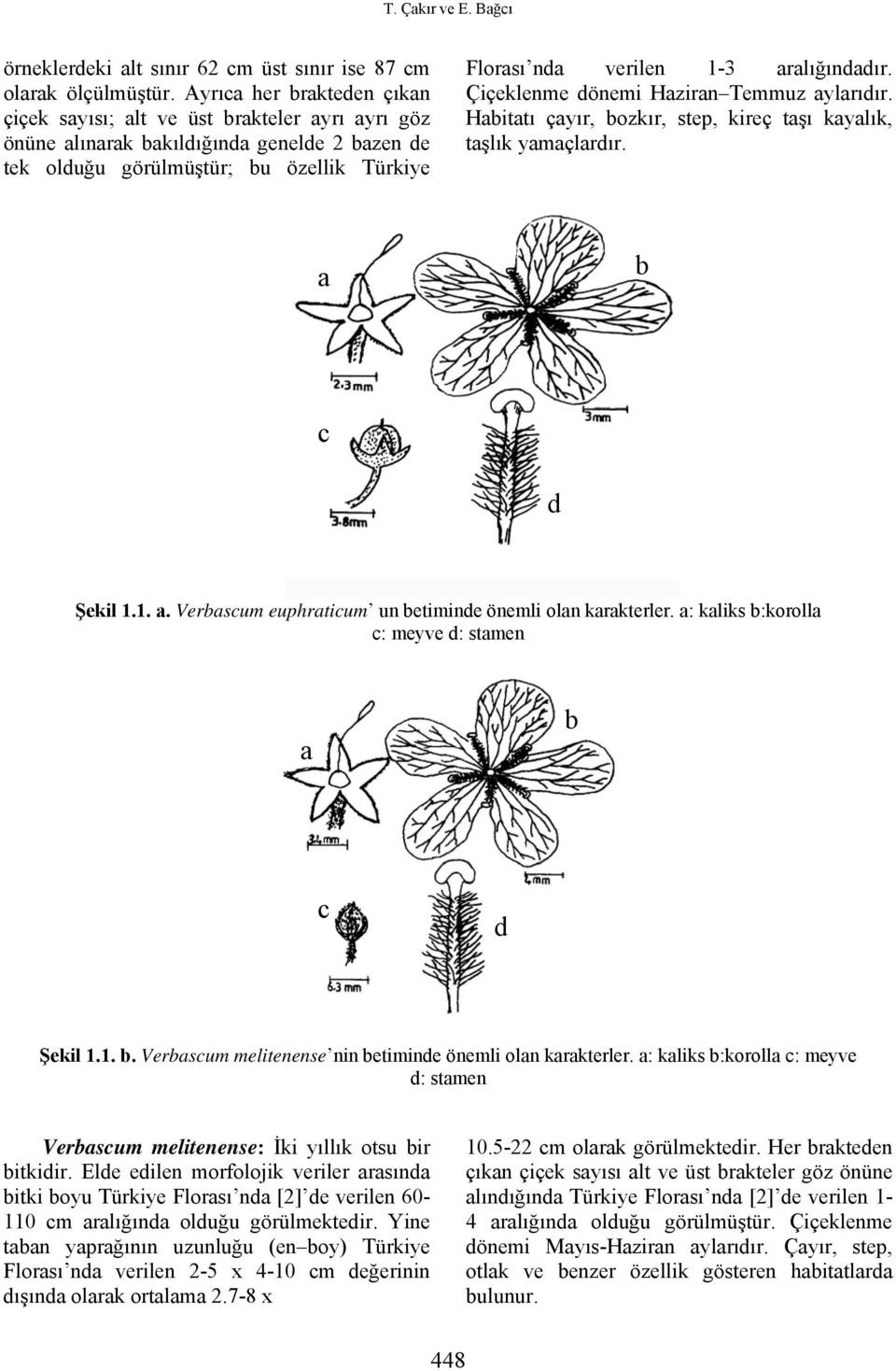 aralığındadır. Çiçeklenme dönemi Haziran Temmuz aylarıdır. Habitatı çayır, bozkır, step, kireç taşı kayalık, taşlık yamaçlardır. a b c d Şekil 1.1. a. Verbascum euphraticum un betiminde önemli olan karakterler.