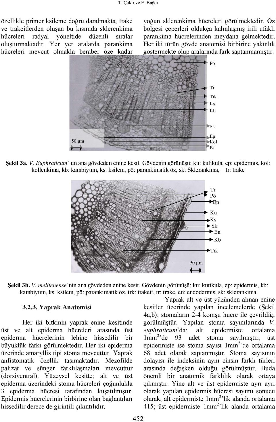 Öz bölgesi çeperleri oldukça kalınlaşmış irili ufaklı parankima hücrelerinden meydana gelmektedir. Her iki türün gövde anatomisi birbirine yakınlık göstermekte olup aralarında fark saptanmamıştır.