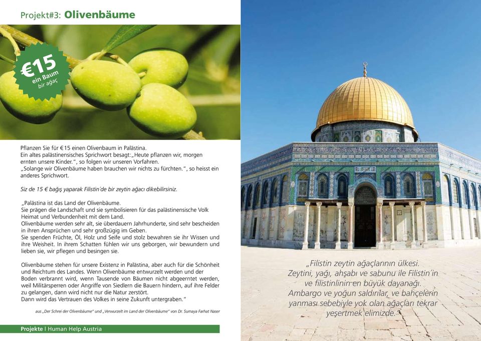Siz de 15 bağış yaparak Filistin de bir zeytin ağacı dikebilirsiniz. Palästina ist das Land der Olivenbäume.
