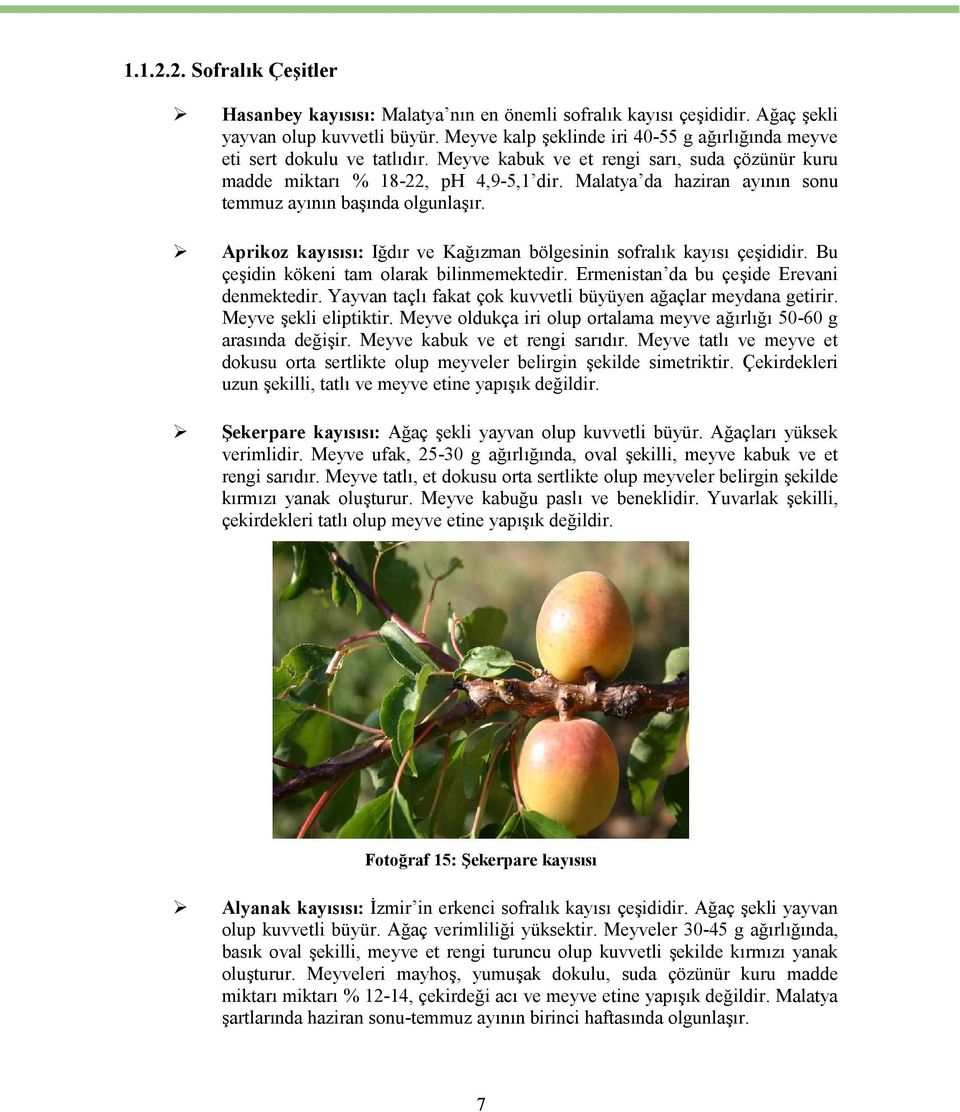 Malatya da haziran ayının sonu temmuz ayının başında olgunlaşır. Aprikoz kayısısı: Iğdır ve Kağızman bölgesinin sofralık kayısı çeşididir. Bu çeşidin kökeni tam olarak bilinmemektedir.