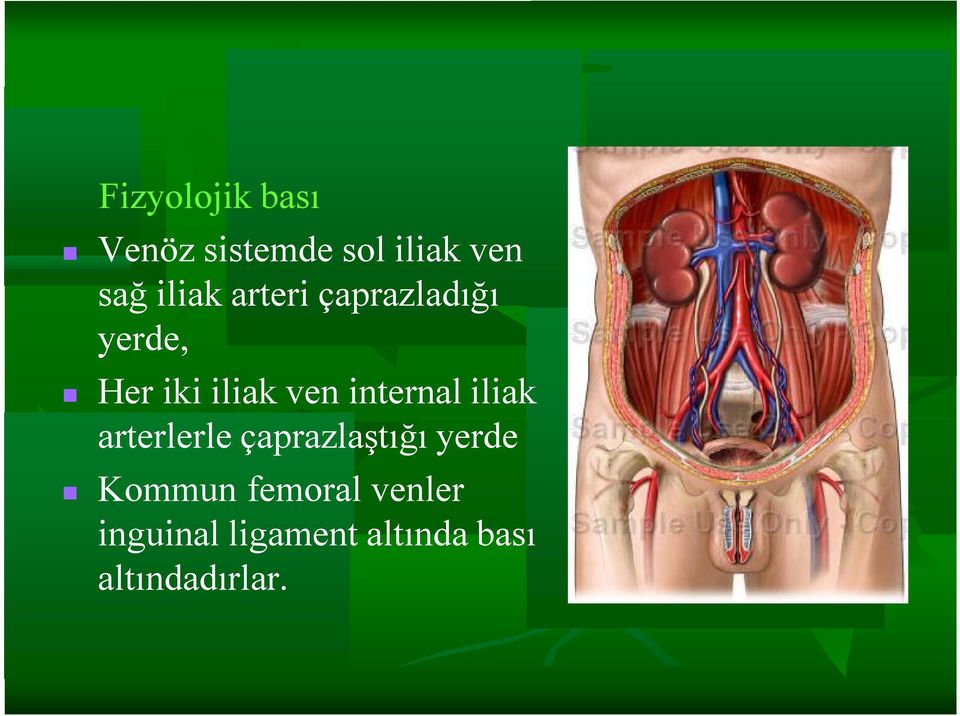 internal iliak arterlerle çaprazlaştığı yerde Kommun