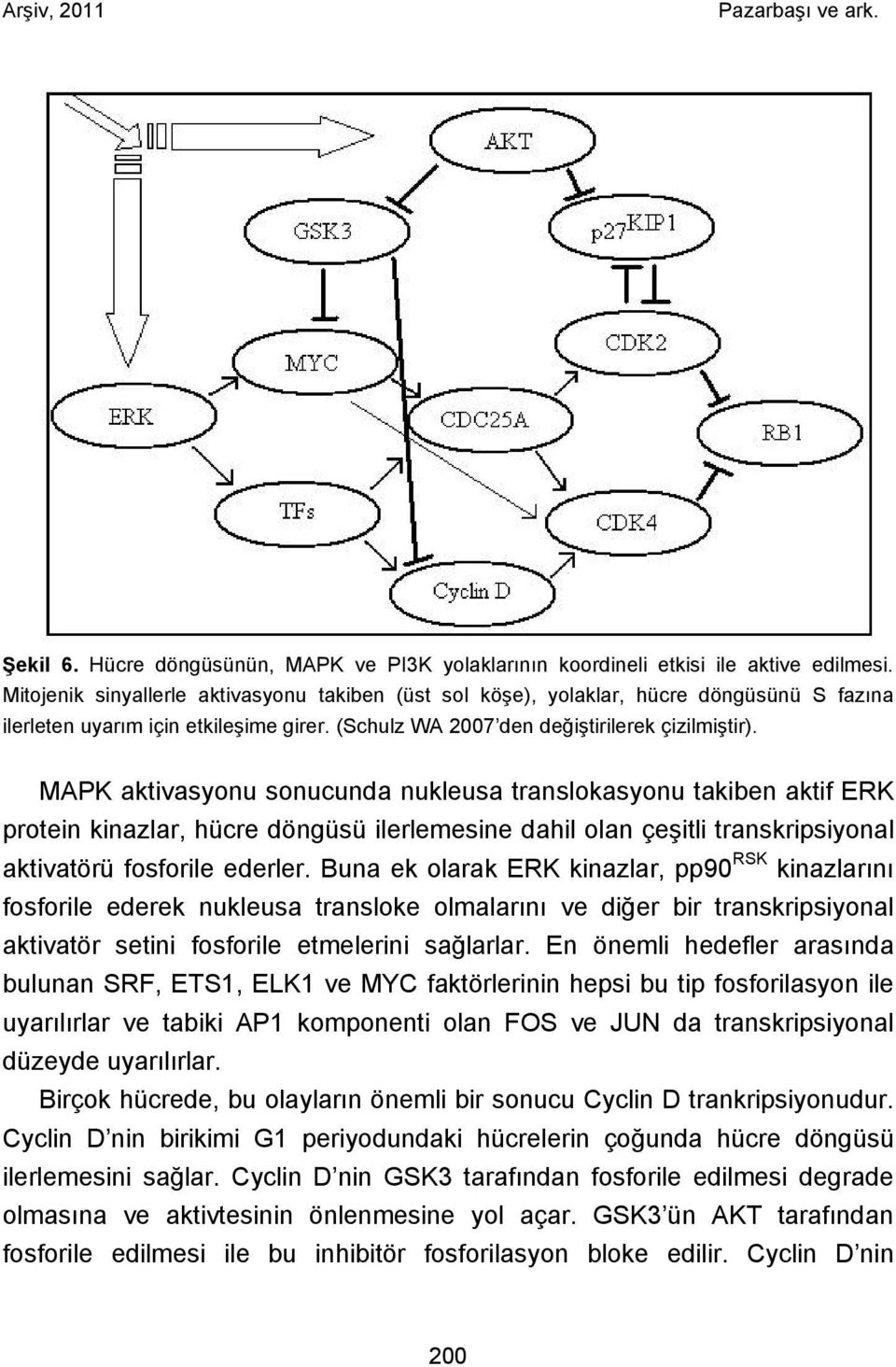 MAPK aktivasyonu sonucunda nukleusa translokasyonu takiben aktif ERK protein kinazlar, hücre döngüsü ilerlemesine dahil olan çeşitli transkripsiyonal aktivatörü fosforile ederler.