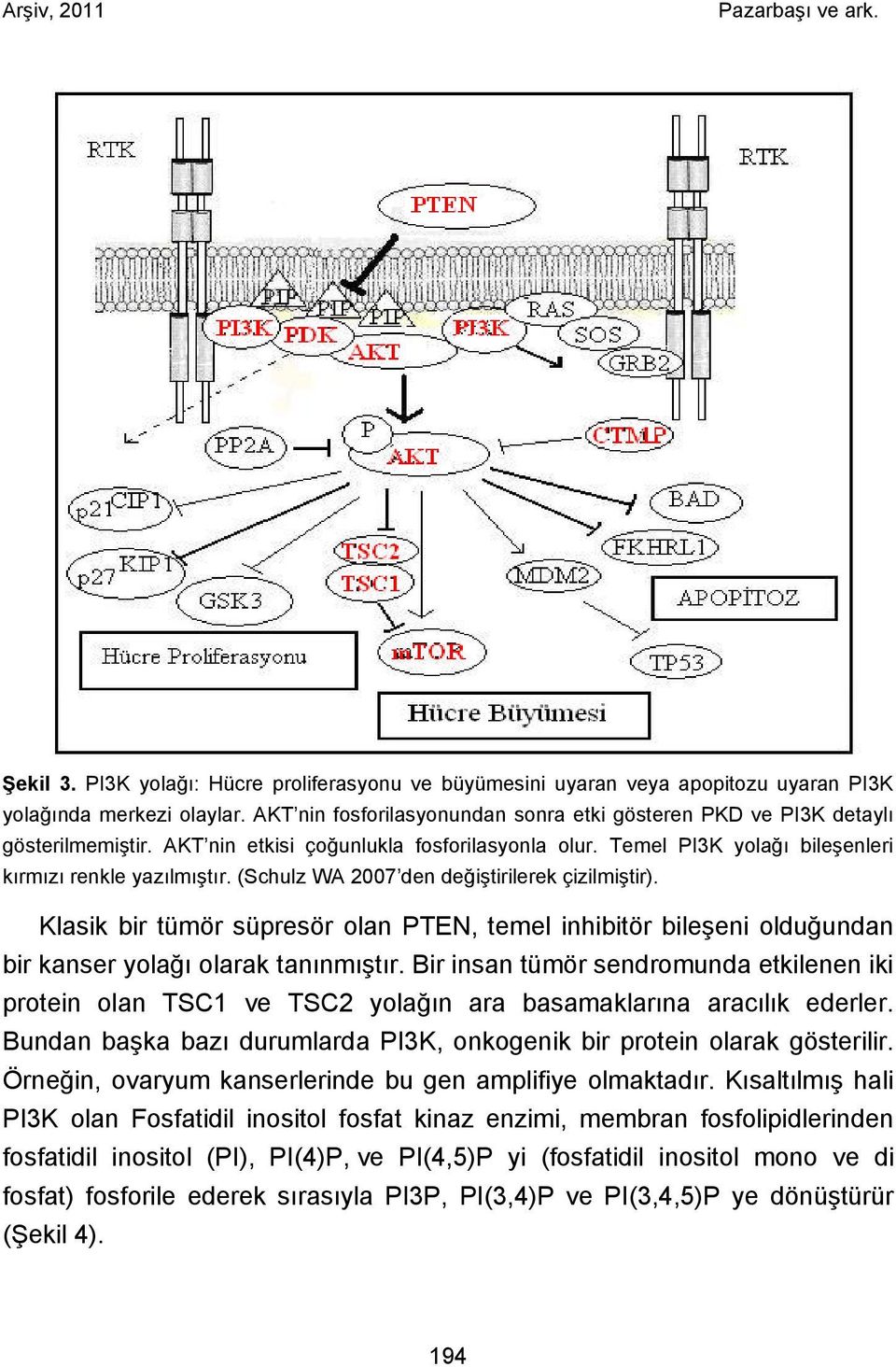 (Schulz WA 2007 den değiştirilerek çizilmiştir). Klasik bir tümör süpresör olan PTEN, temel inhibitör bileşeni olduğundan bir kanser yolağı olarak tanınmıştır.