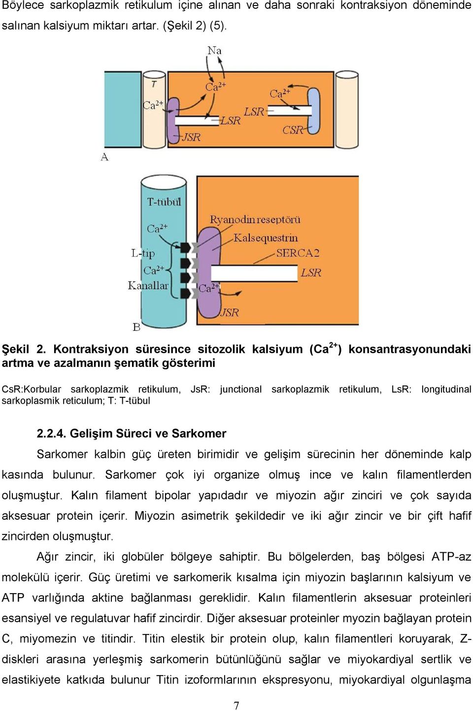 longitudinal sarkoplasmik reticulum; T: T-tübul 2.2.4. Gelişim Süreci ve Sarkomer Sarkomer kalbin güç üreten birimidir ve gelişim sürecinin her döneminde kalp kasında bulunur.