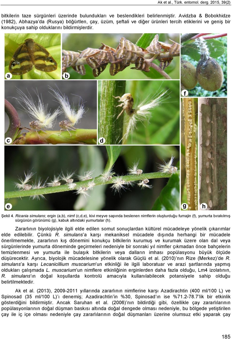 Ricania simulans; ergin (a,b), nimf (c,d,e), kivi meyve sapında beslenen nimflerin oluşturduğu fumajin (f), yumurta bırakılmış sürgünün görünümü (g), kabuk altındaki yumurtalar (h).