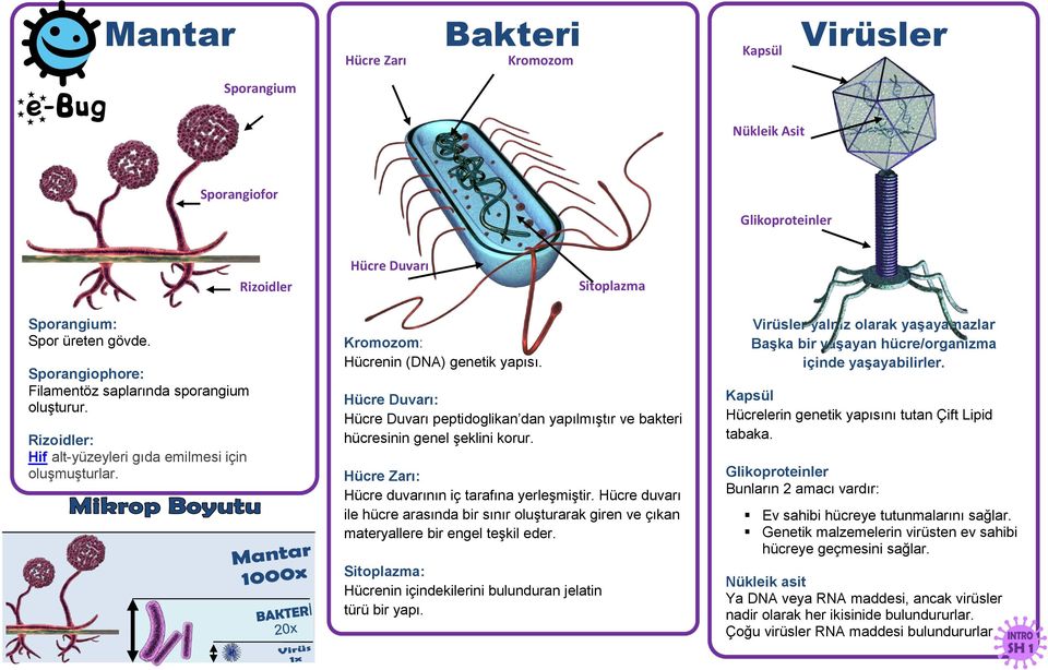 Hücre Duvarı: Hücre Duvarı peptidoglikan dan yapılmıştır ve bakteri hücresinin genel şeklini korur. Hücre Zarı: Hücre duvarının iç tarafına yerleşmiştir.