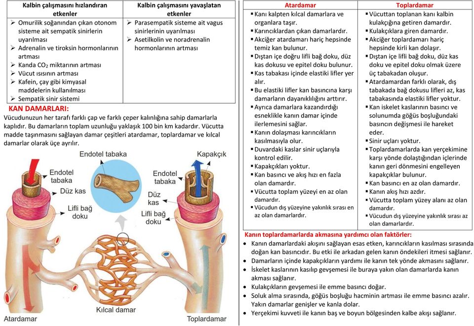 noradrenalin hormonlarının artması KAN DAMARLARI: Vücudunuzun her tarafı farklı çap ve farklı çeper kalınlığına sahip damarlarla kaplıdır. Bu damarların toplam uzunluğu yaklaşık 100 bin km kadardır.