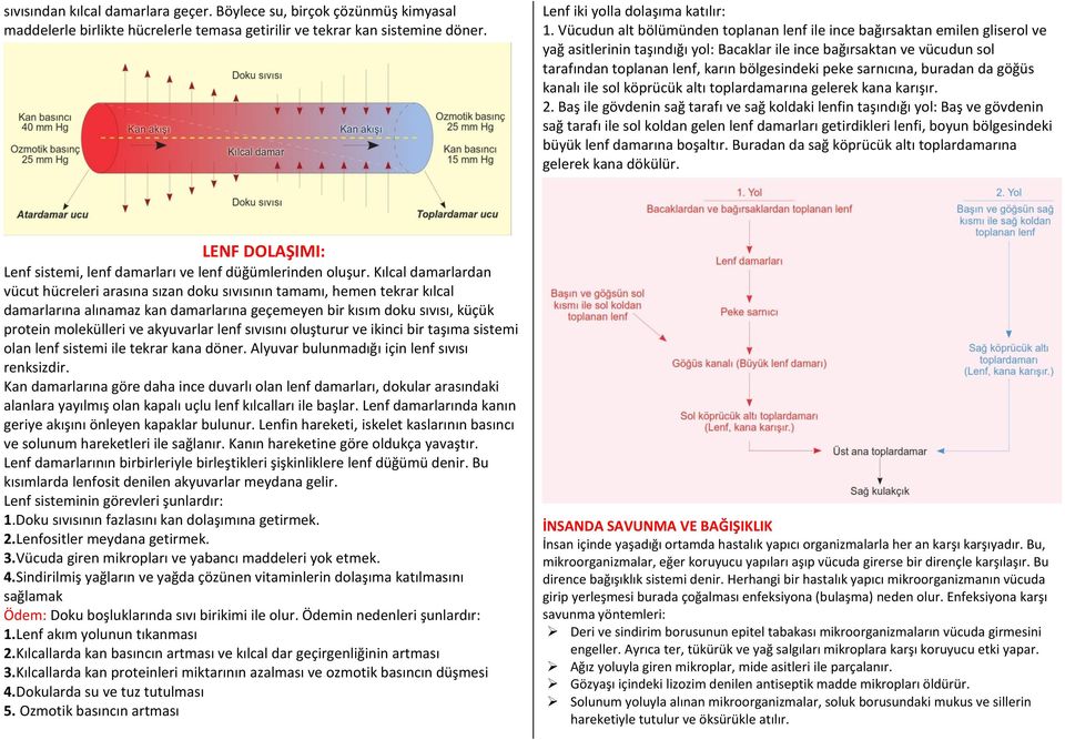 peke sarnıcına, buradan da göğüs kanalı ile sol köprücük altı toplardamarına gelerek kana karışır. 2.