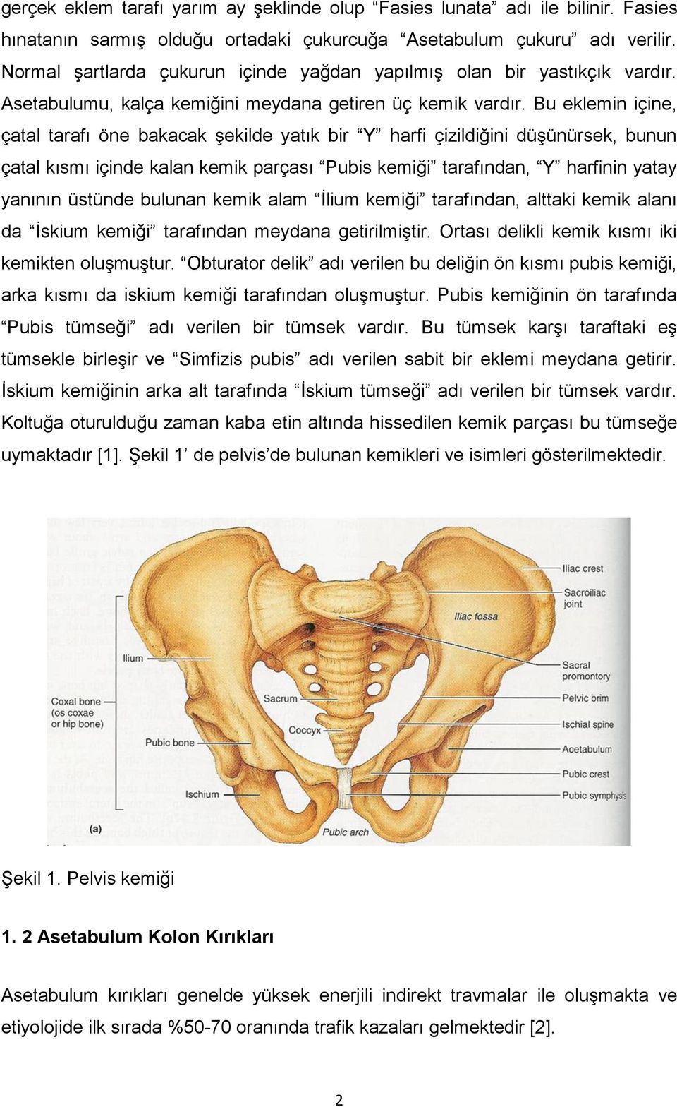 Bu eklemin içine, çatal tarafı öne bakacak şekilde yatık bir Y harfi çizildiğini düşünürsek, bunun çatal kısmı içinde kalan kemik parçası Pubis kemiği tarafından, Y harfinin yatay yanının üstünde