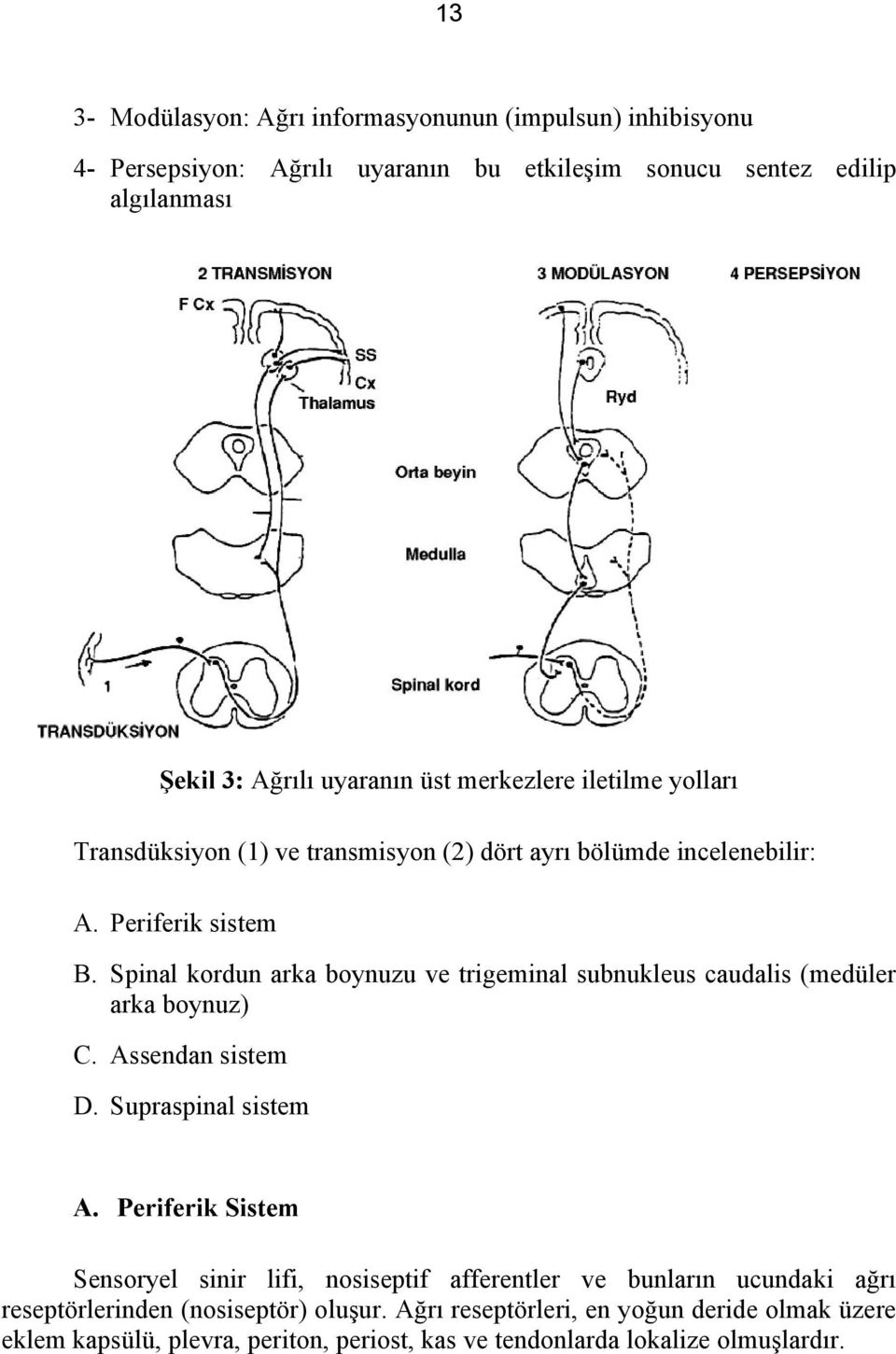 Spinal kordun arka boynuzu ve trigeminal subnukleus caudalis (medüler arka boynuz) C. Assendan sistem D. Supraspinal sistem A.