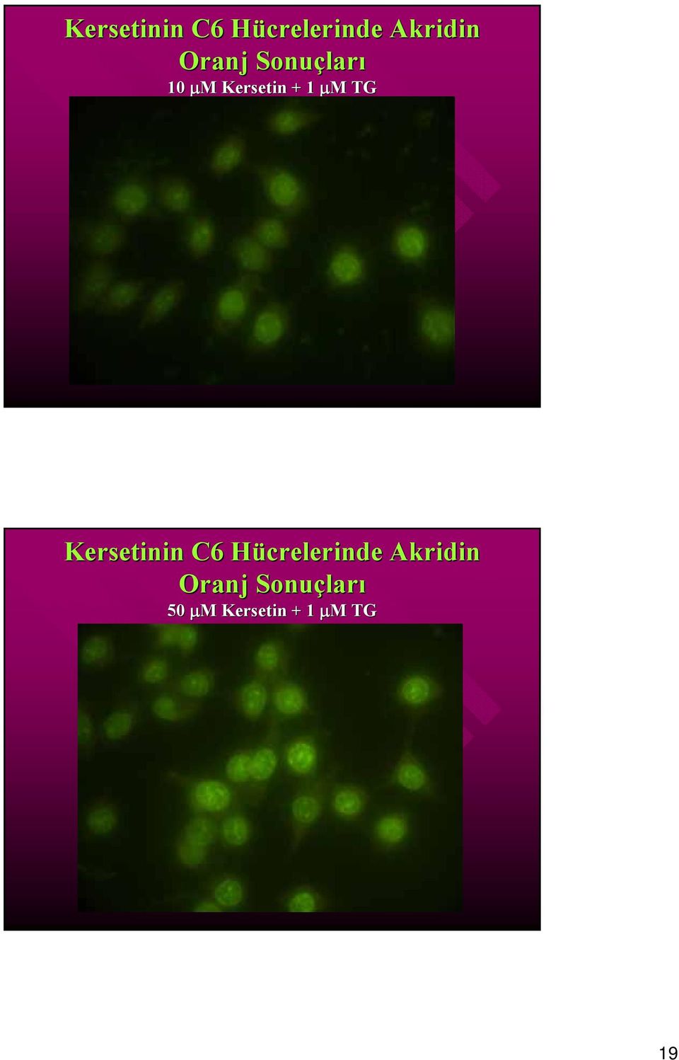 TG  Akridin 5 μm Kersetin + 1