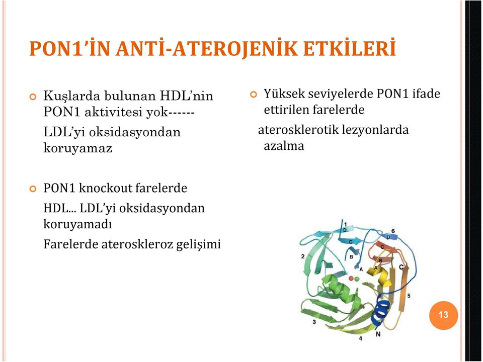 ettirilen farelerde aterosklerotik lezyonlarda azalma PON1 knockout