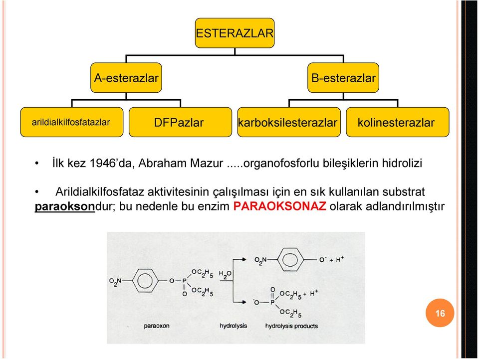 ..organofosforlu bileşiklerin hidrolizi Arildialkilfosfataz aktivitesinin