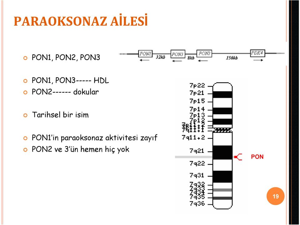 Tarihsel bir isim PON1 in paraoksonaz