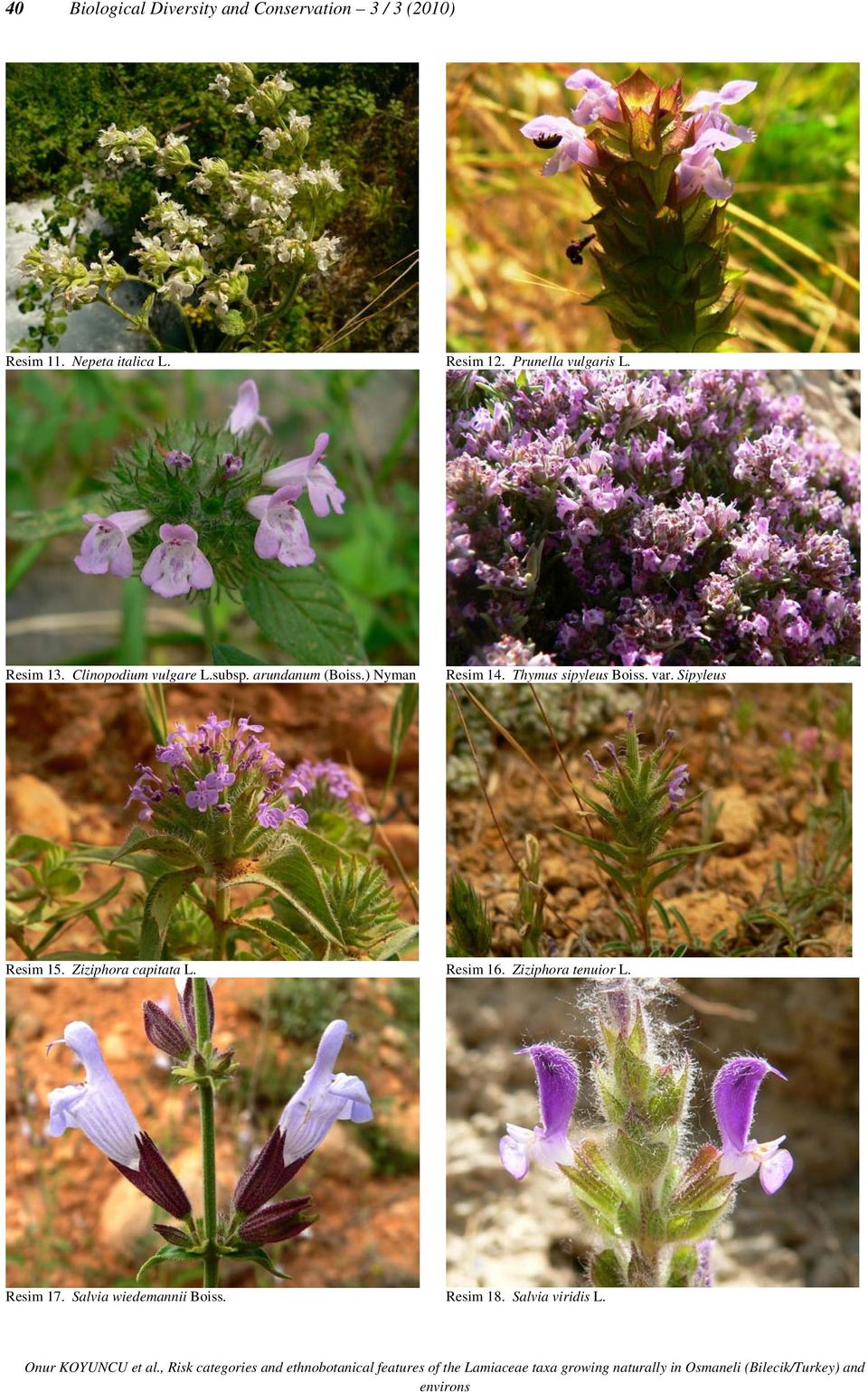 ) Nyman Resim 14. Thymus sipyleus Boiss. var. Sipyleus Resim 15. Ziziphora capitata L.