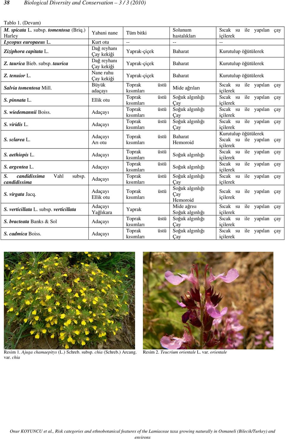 tenuior L. Nane ruhu kekiği Yaprak-çiçek Baharat Kurutulup öğütülerek Salvia tomentosa Mill. Büyük Mide ağrıları adaçayı S. pinnata L. Ellik otu S. wiedemannii Boiss. Adaçayı S. viridis L. Adaçayı S. sclarea L.