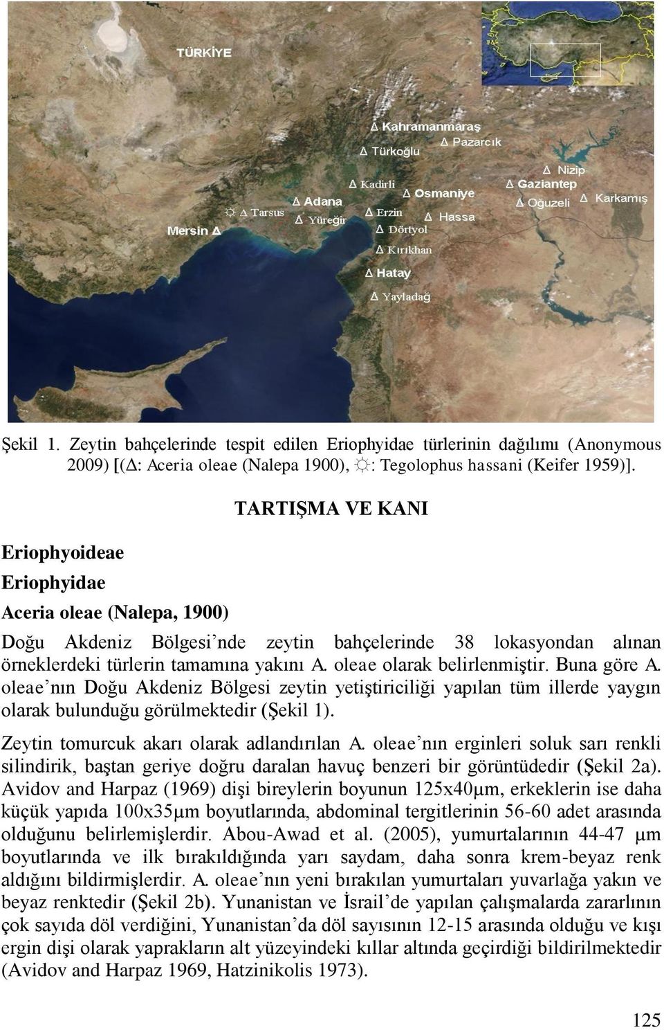 oleae olarak belirlenmiģtir. Buna göre A. oleae nın Doğu Akdeniz Bölgesi zeytin yetiģtiriciliği yapılan tüm illerde yaygın olarak bulunduğu görülmektedir (ġekil 1).