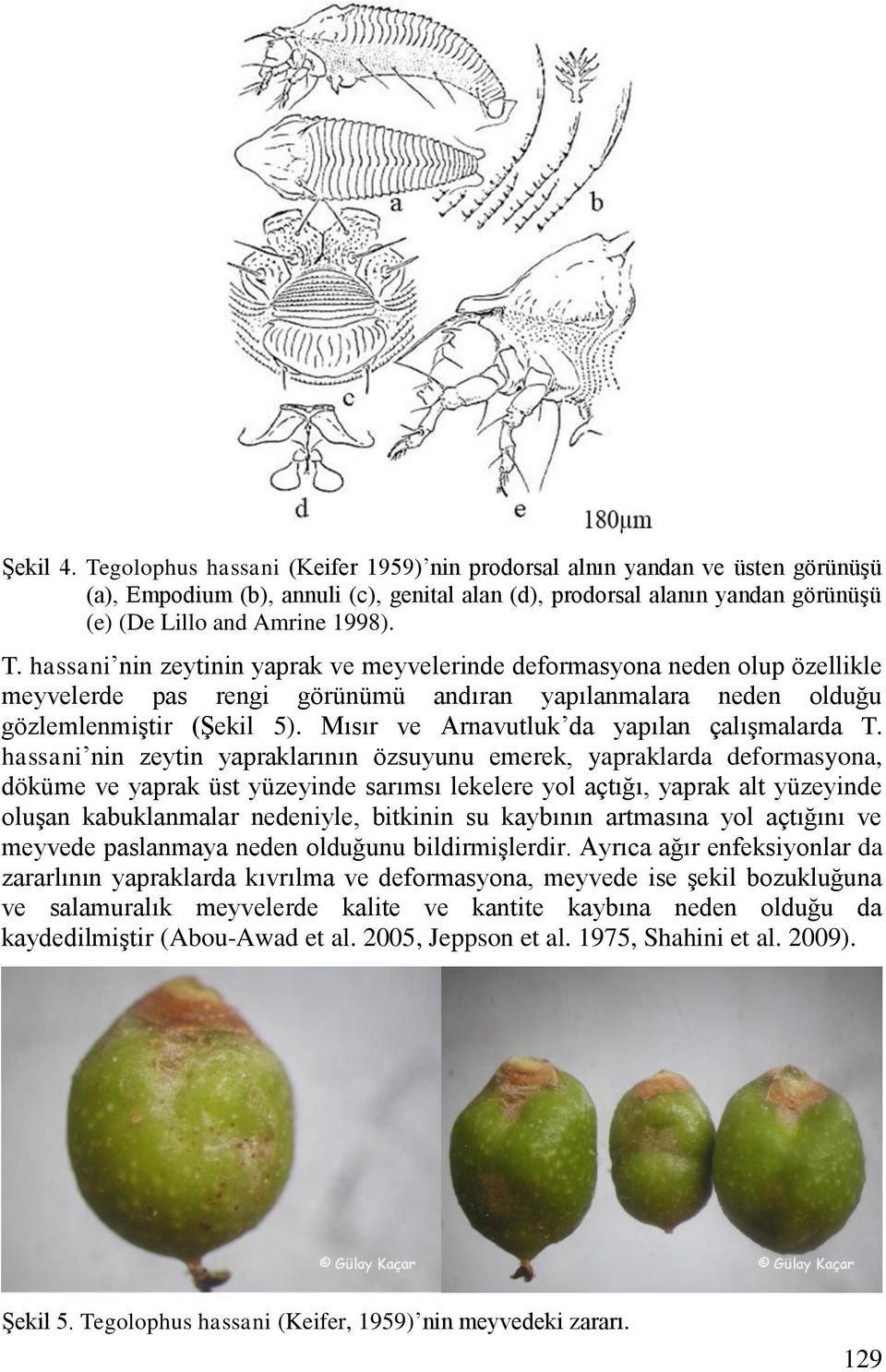 Mısır ve Arnavutluk da yapılan çalıģmalarda T.