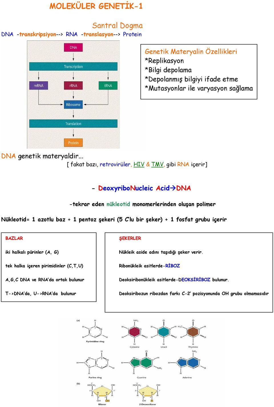 .. [ fakat bazı, retrovirüler, HIV & TMV, gibi RNA içerir] - DeoxyriboNucleic Acid DNA -tekrar eden nükleotid monomerlerinden oluşan polimer Nükleotid= 1 azotlu baz + 1 pentoz şekeri (5 C lu bir