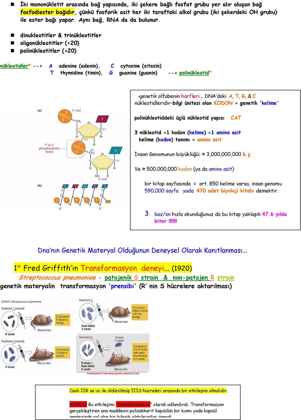 dinukleotitler & trinükleotitler oligonükleotitler (<20) polinükleotitler (>20) nükleotidler* --> A adenine (adenin), C cytosine (sitozin) T thymidine (timin), G guanine (guanin) --> polinükleotid*