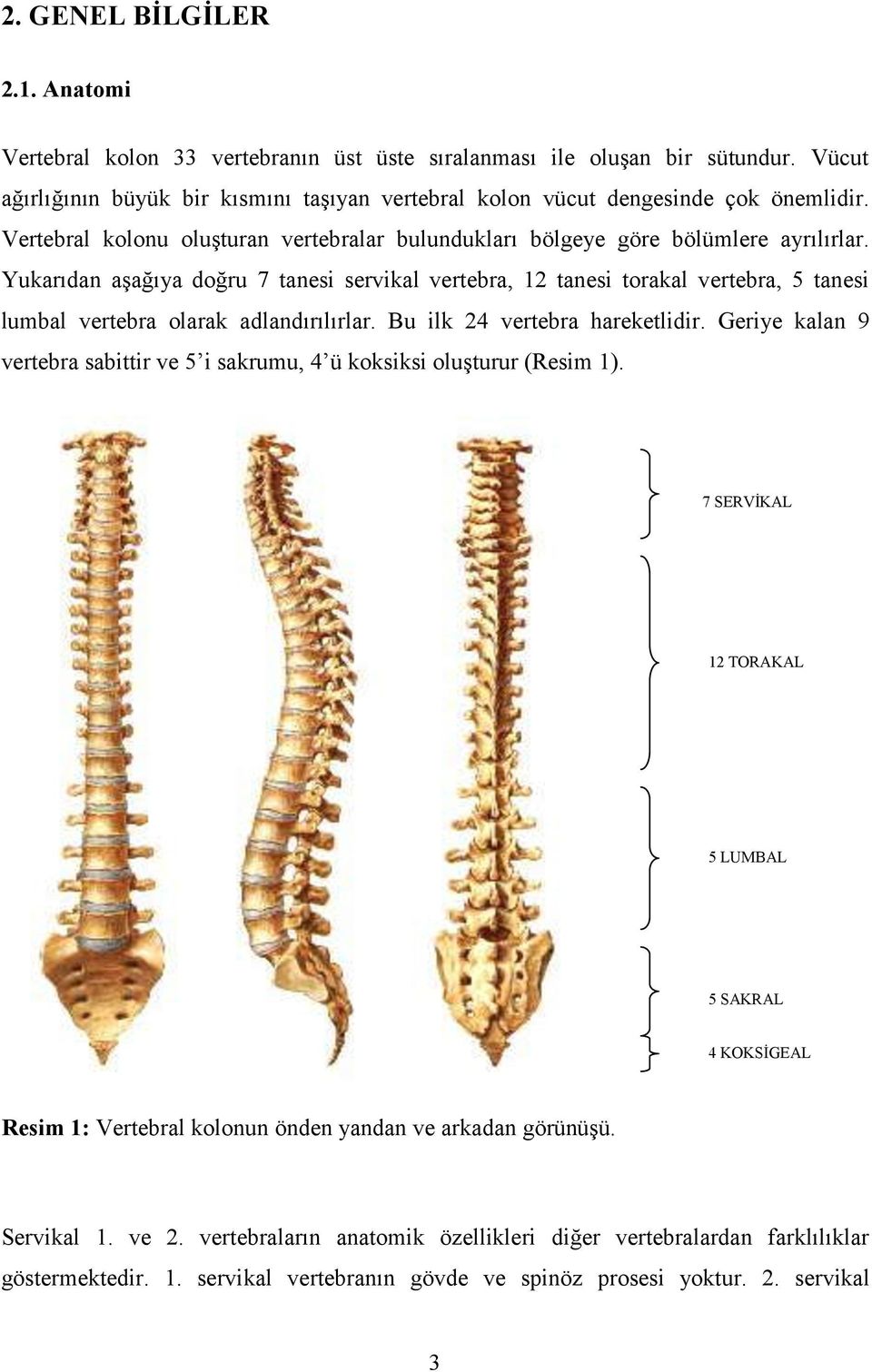 Yukarıdan aşağıya doğru 7 tanesi servikal vertebra, 12 tanesi torakal vertebra, 5 tanesi lumbal vertebra olarak adlandırılırlar. Bu ilk 24 vertebra hareketlidir.