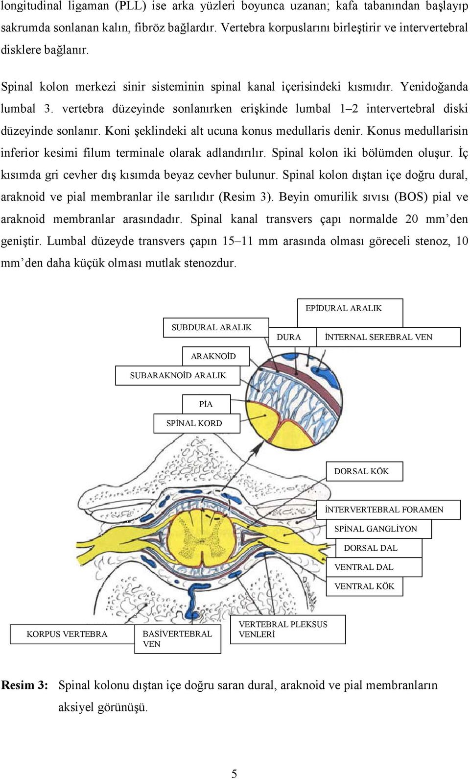 Koni şeklindeki alt ucuna konus medullaris denir. Konus medullarisin inferior kesimi filum terminale olarak adlandırılır. Spinal kolon iki bölümden oluşur.