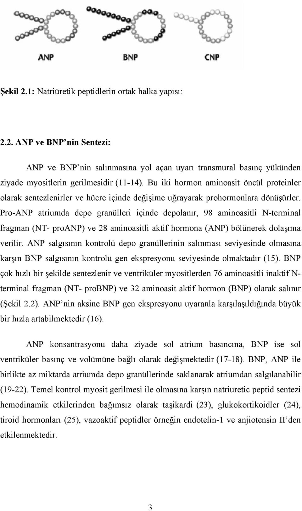 Pro-ANP atriumda depo granülleri içinde depolanır, 98 aminoasitli N-terminal fragman (NT- proanp) ve 28 aminoasitli aktif hormona (ANP) bölünerek dolaşıma verilir.
