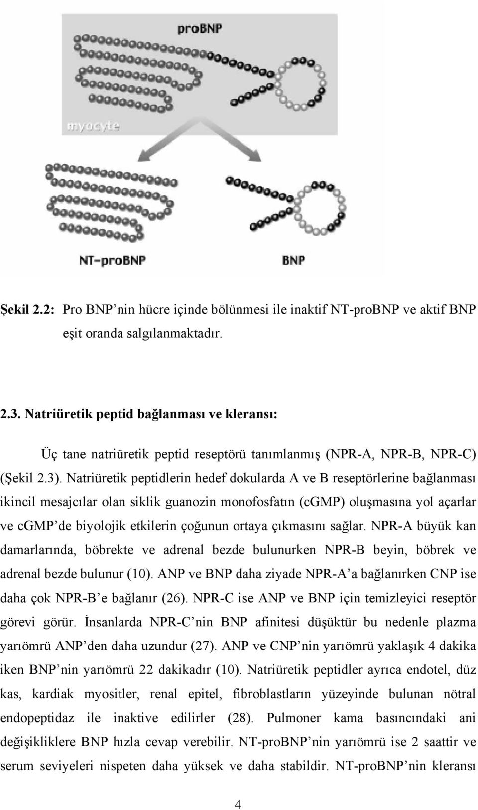 Natriüretik peptidlerin hedef dokularda A ve B reseptörlerine bağlanması ikincil mesajcılar olan siklik guanozin monofosfatın (cgmp) oluşmasına yol açarlar ve cgmp de biyolojik etkilerin çoğunun