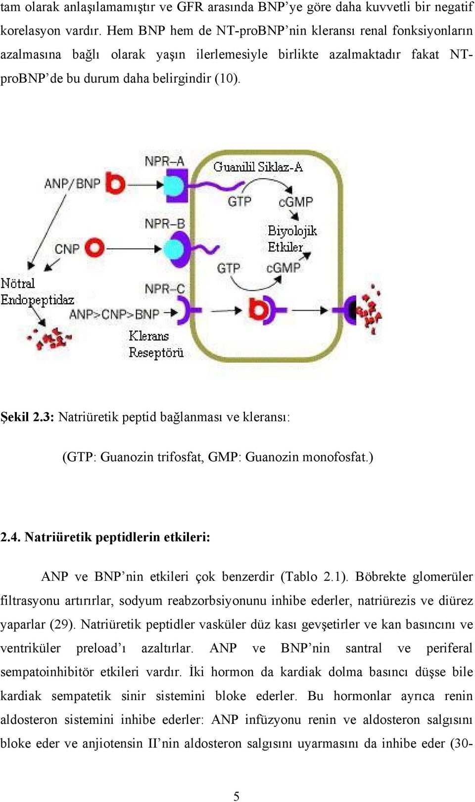 3: Natriüretik peptid bağlanması ve kleransı: (GTP: Guanozin trifosfat, GMP: Guanozin monofosfat.) 2.4. Natriüretik peptidlerin etkileri: ANP ve BNP nin etkileri çok benzerdir (Tablo 2.1).
