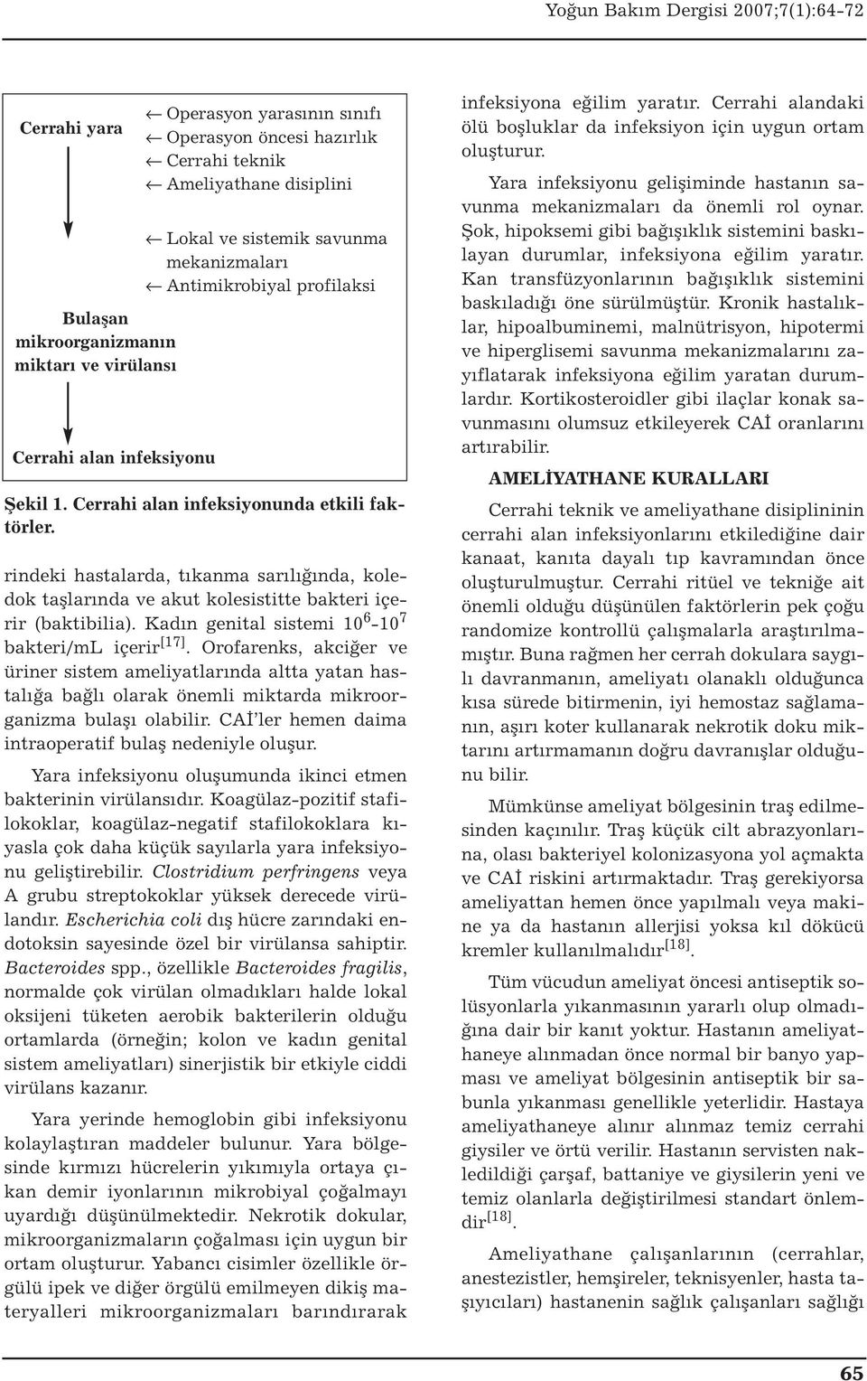 rindeki hastalarda, tıkanma sarılığında, koledok taşlarında ve akut kolesistitte bakteri içerir (baktibilia). Kadın genital sistemi 10 6-10 7 bakteri/ml içerir [17].