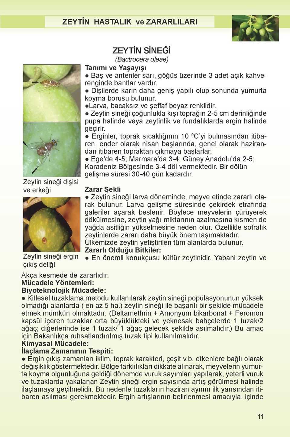 Zeytin sineği çoğunlukla kışı toprağın 2-5 cm derinliğinde pupa halinde veya zeytinlik ve fundalıklarda ergin halinde geçirir.