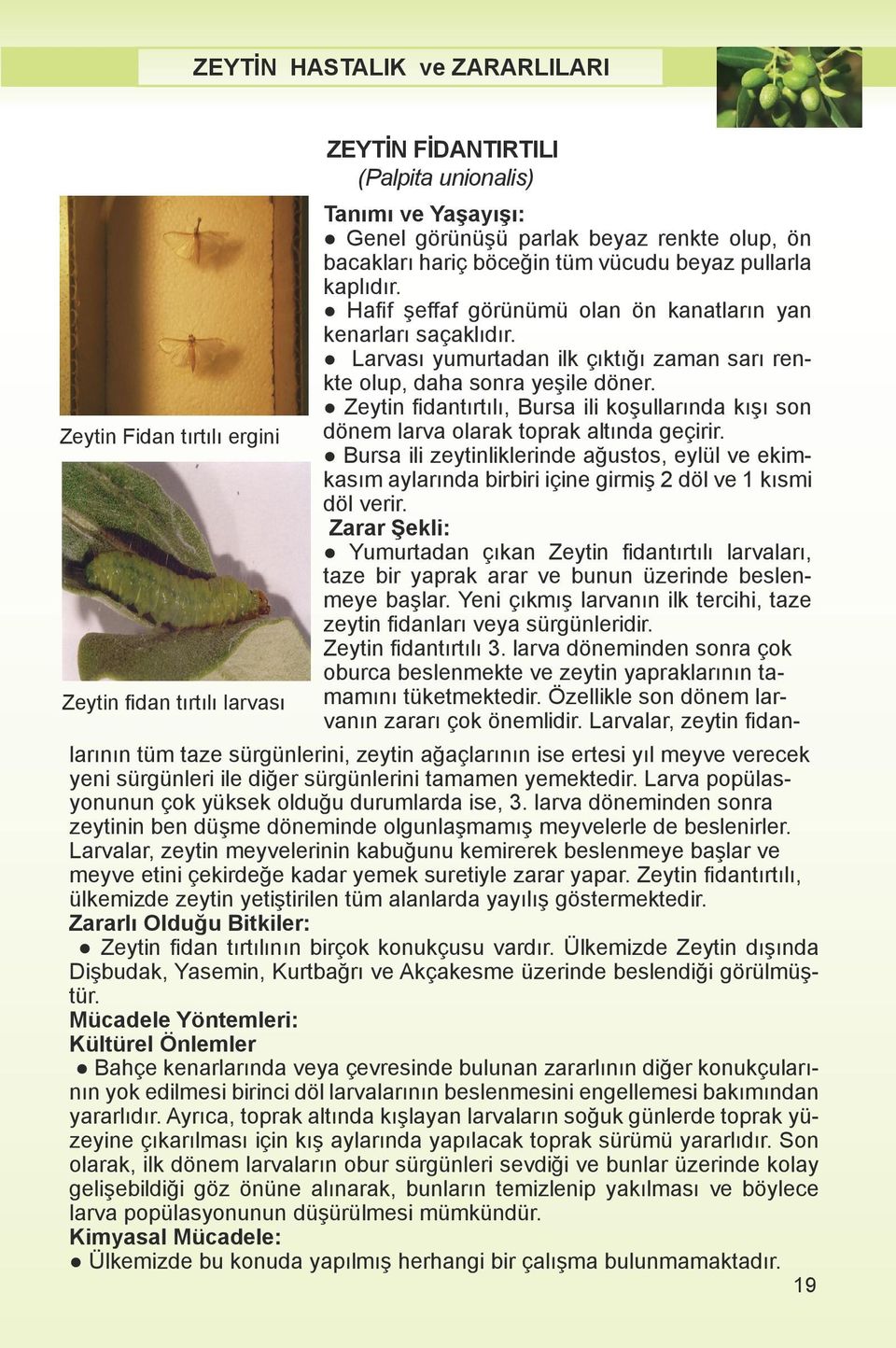 Zeytin fidantırtılı, Bursa ili koşullarında kışı son dönem larva olarak toprak altında geçirir.