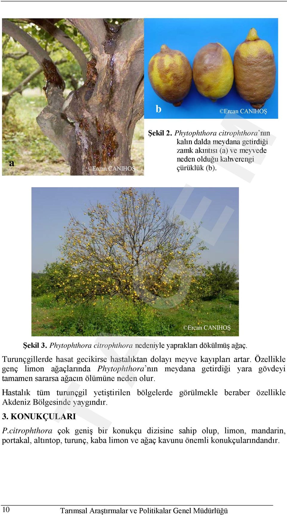 Özellikle genç limon ağaçlarında Phytophthora nın meydana getirdiği yara gövdeyi tamamen sararsa ağacın ölümüne neden olur.