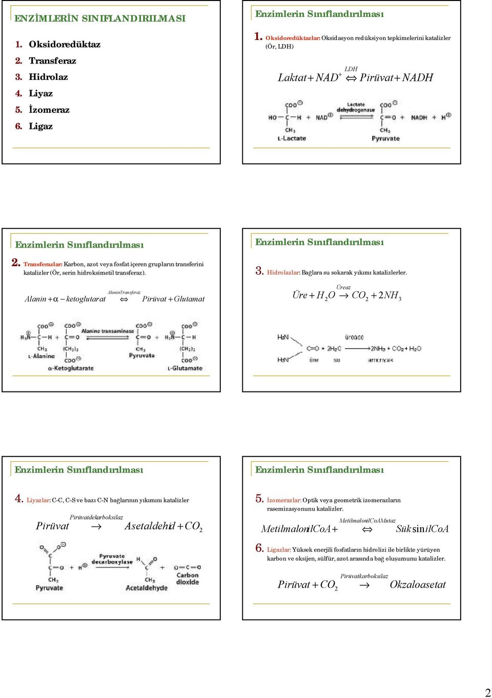Transferazlar: Karbon, azot veya fosfat içeren grupların transferini katalizler (Ör, serin hidroksimetil transferaz). Alanin +α ketoglutarat AlaninTransferaz Pirüvat + Glutamat 3.