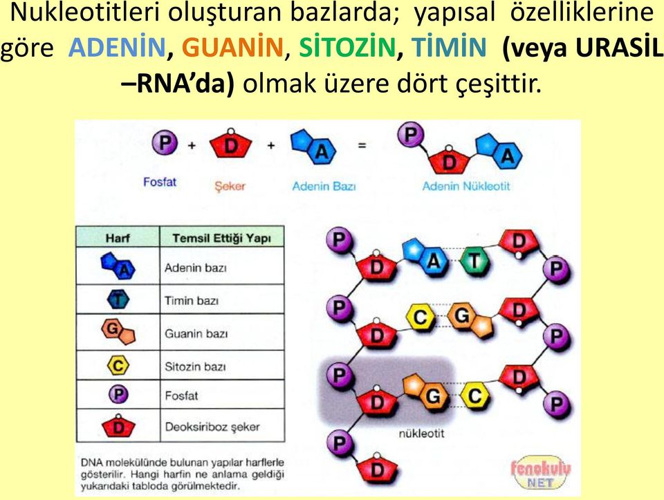 GUANİN, SİTOZİN, TİMİN (veya