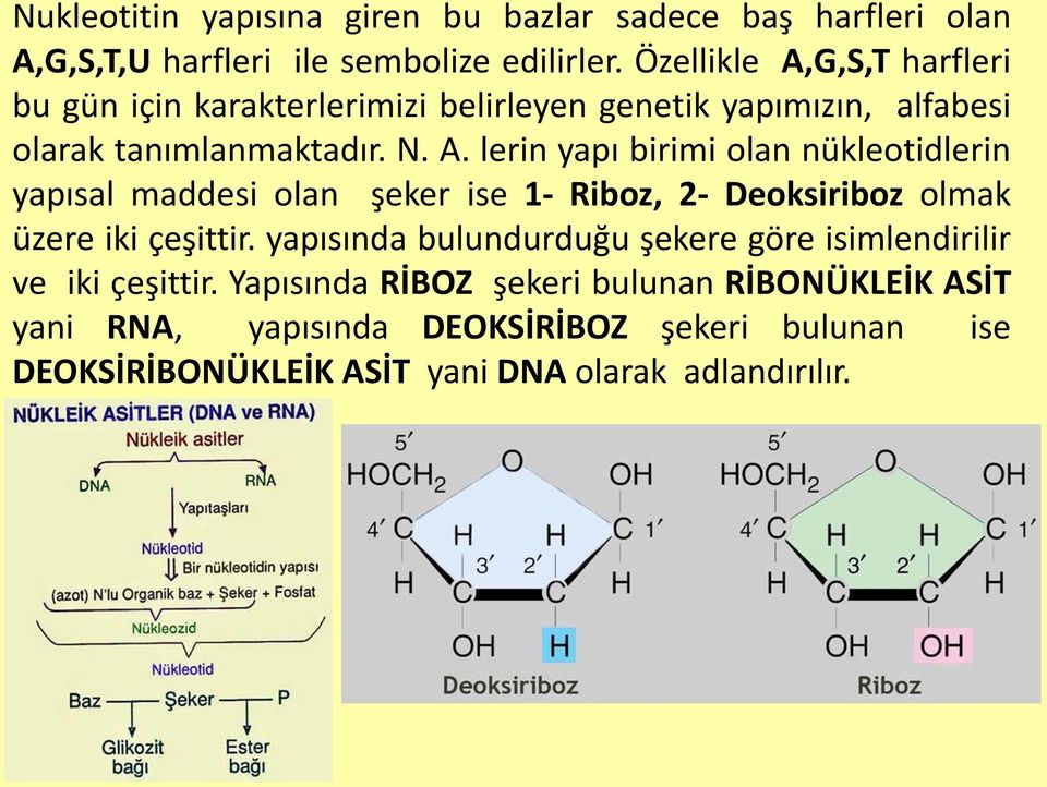 yapısında bulundurduğu şekere göre isimlendirilir ve iki çeşittir.