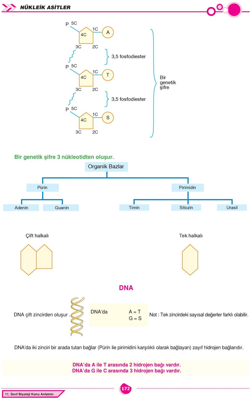 DN da = T = S Not : Tek zincirdeki sayısal değerler farklı olabilir.