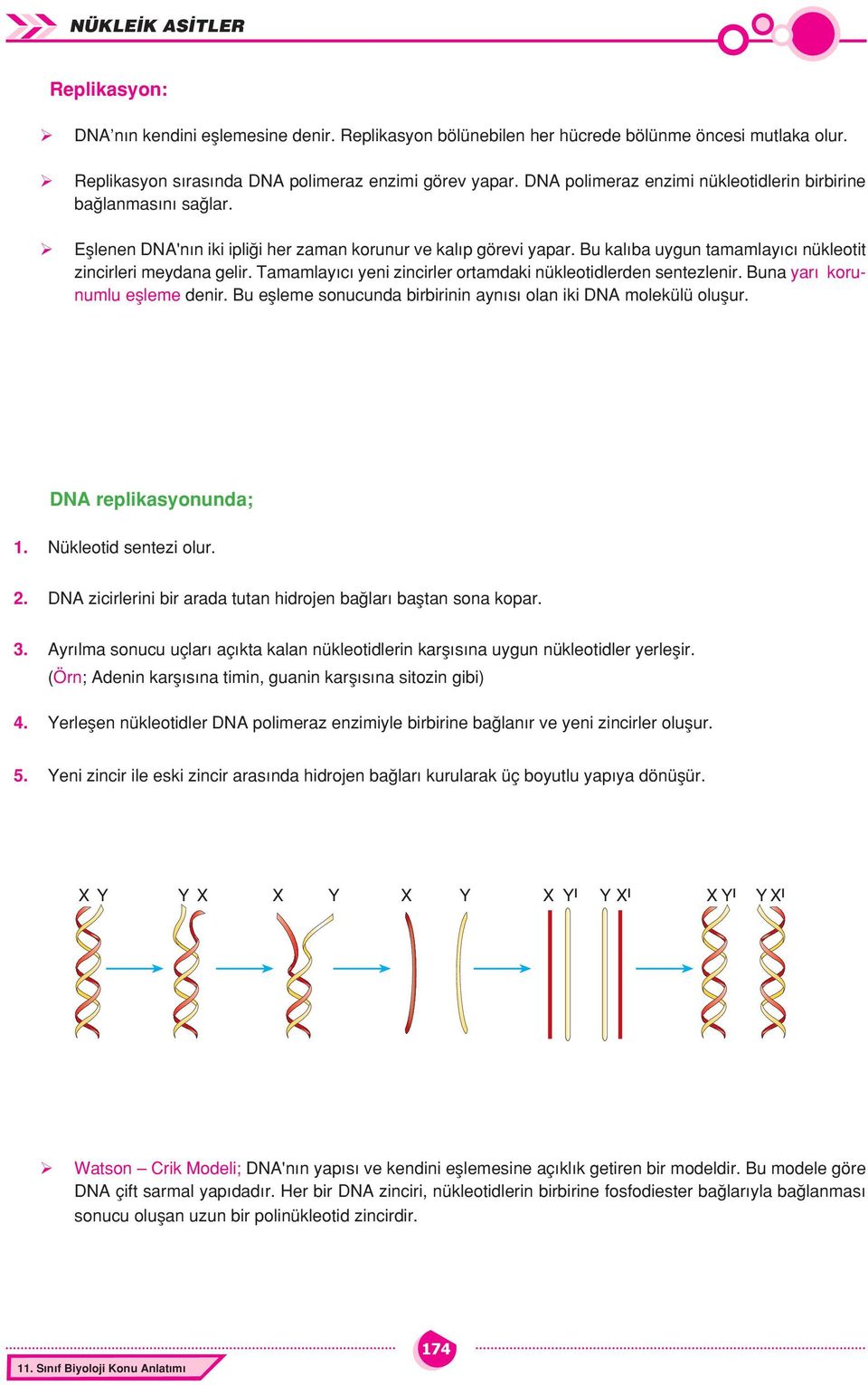 Tamamlayıcı yeni zincirler ortamdaki nükleotidlerden sentezlenir. Buna yarı korunumlu eşleme denir. Bu eşleme sonucunda birbirinin aynısı olan iki DN molekülü oluşur. DN replikasyonunda; 1.