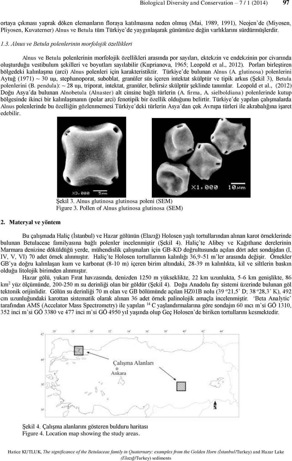 Alnus ve Betula polenlerinin morfolojik özellikleri Alnus ve Betula polenlerinin morfolojik özellikleri arasında por sayıları, ektekzin ve endekzinin por civarında oluşturduğu vestibulum şekilleri ve