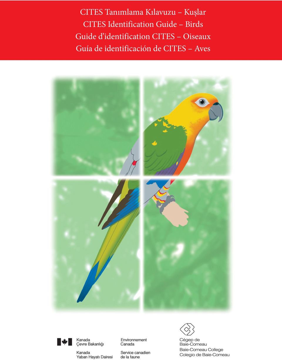 identificación de CITES Aves Kanada Çevre Bakanlığı Kanada