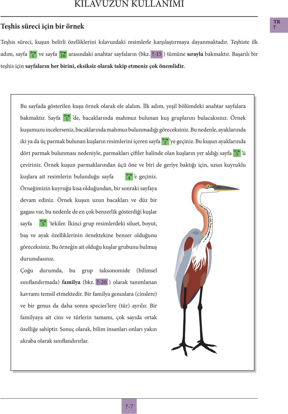 Bu sayfada gösterilen kuşu örnek olarak ele alalım. İlk adım, yeşil bölümdeki anahtar sayfalara bakmaktır. Sayfa 1 de, bacaklarında mahmuz bulunan kuş gruplarını bulacaksınız.