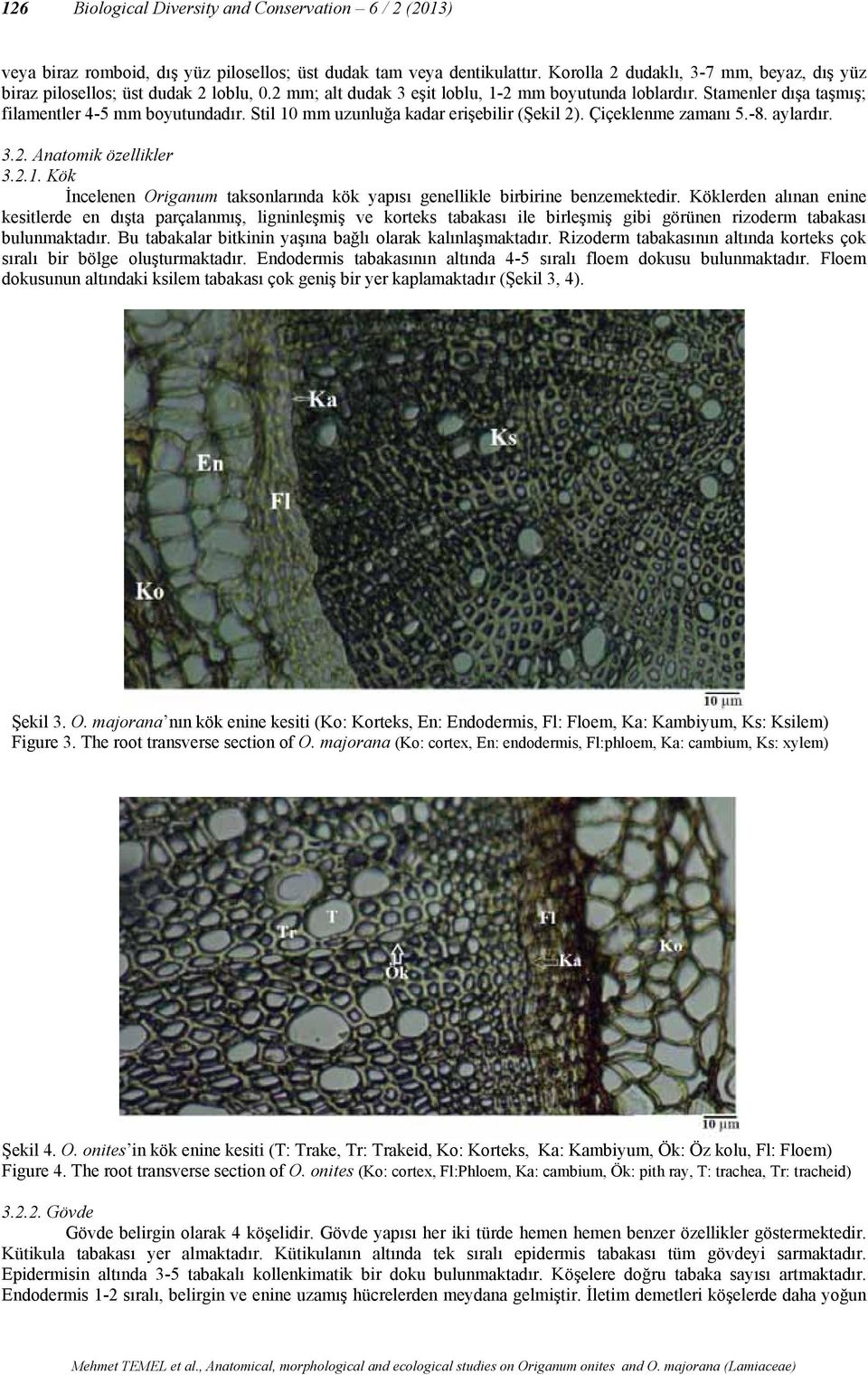 Stil 10 mm uzunluğa kadar erişebilir (Şekil 2). Çiçeklenme zamanı 5.-8. aylardır. 3.2. Anatomik özellikler 3.2.1. Kök İncelenen Origanum taksonlarında kök yapısı genellikle birbirine benzemektedir.