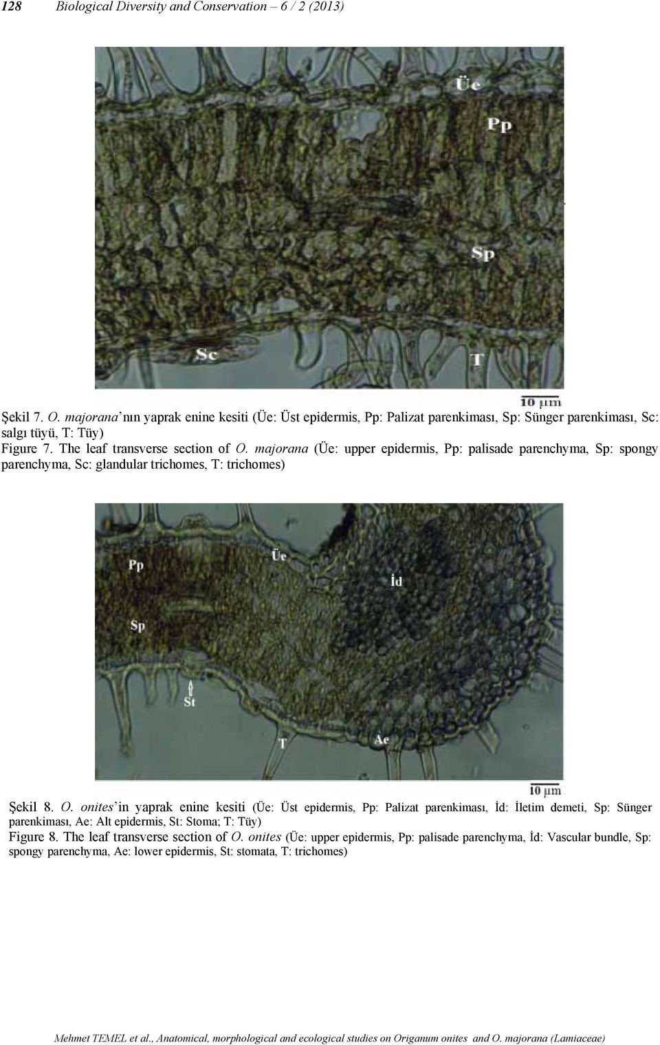 majorana (Üe: upper epidermis, Pp: palisade parenchyma, Sp: spongy parenchyma, Sc: glandular trichomes, T: trichomes) Şekil 8. O.