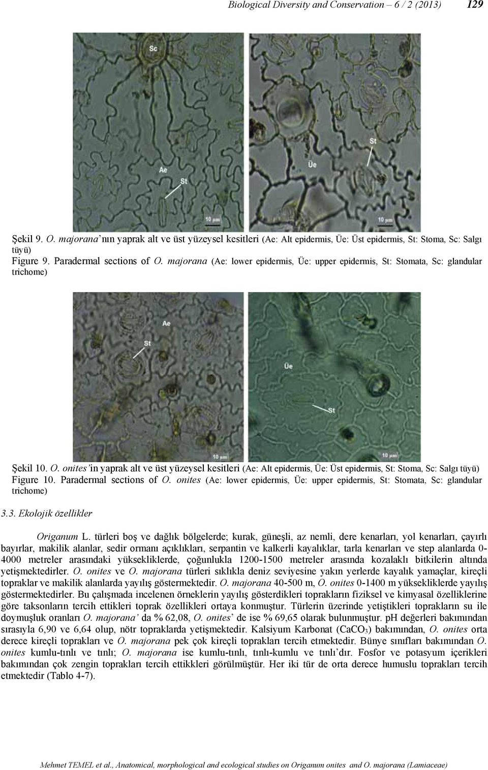 Paradermal sections of O. onites (Ae: lower epidermis, Üe: upper epidermis, St: Stomata, Sc: glandular trichome) 3.3. Ekolojik özellikler Origanum L.