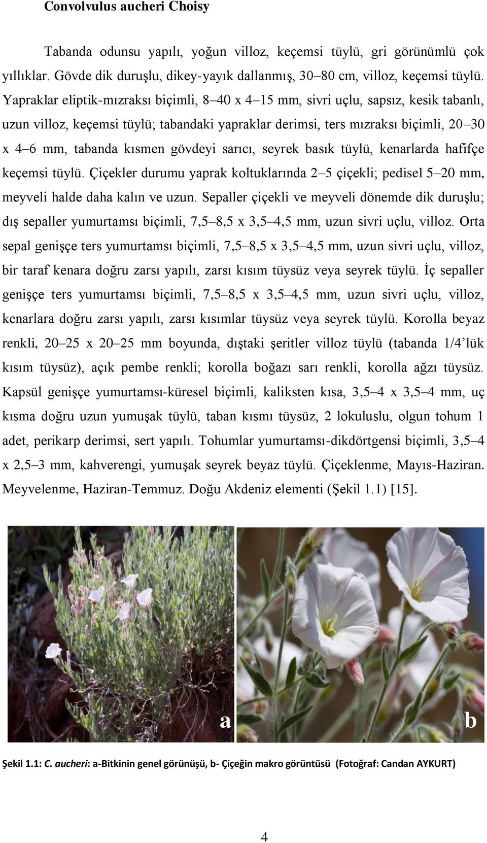 gövdeyi sarıcı, seyrek basık tüylü, kenarlarda hafifçe keçemsi tüylü. Çiçekler durumu yaprak koltuklarında 2 5 çiçekli; pedisel 5 20 mm, meyveli halde daha kalın ve uzun.