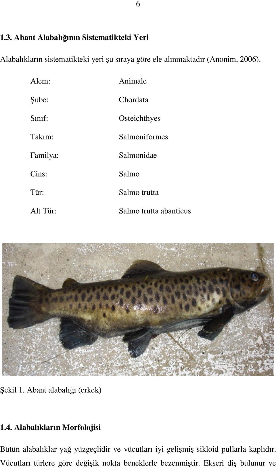 Salmo trutta abanticus Şekil 1. Abant alabalığı (erkek) 1.4.