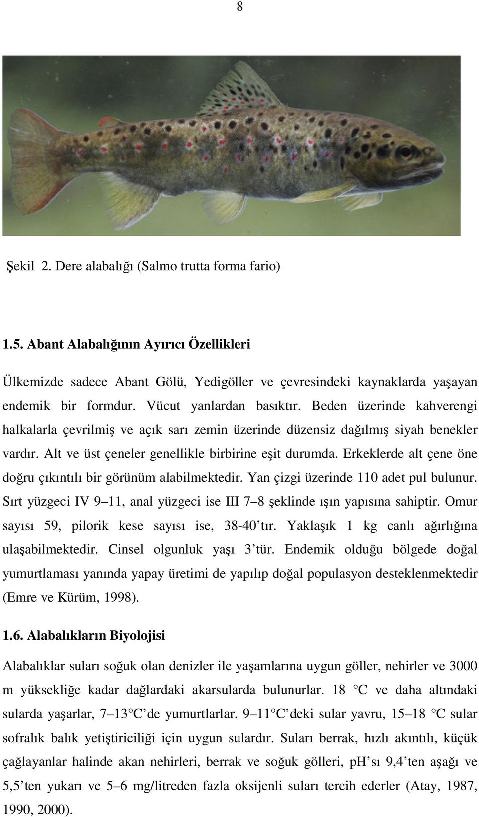 Erkeklerde alt çene öne doğru çıkıntılı bir görünüm alabilmektedir. Yan çizgi üzerinde 110 adet pul bulunur. Sırt yüzgeci IV 9 11, anal yüzgeci ise III 7 8 şeklinde ışın yapısına sahiptir.