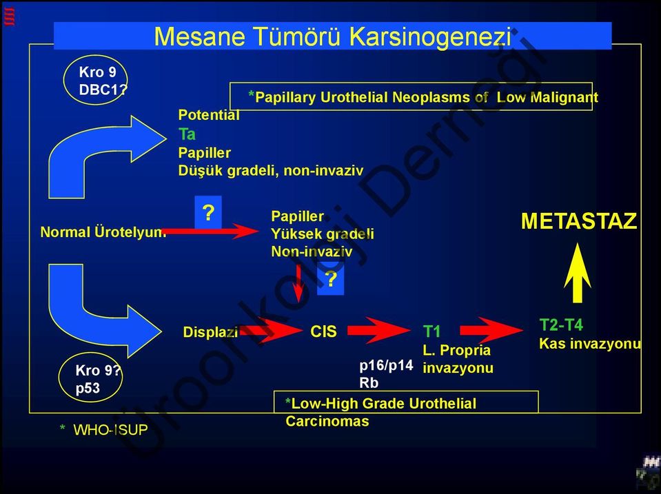 Malignant Potential Ta Papiller Düşük gradeli, non-invaziv?