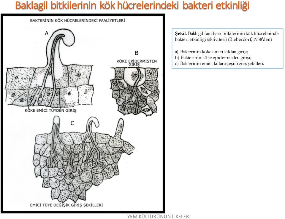 etkinliği (aktivitesi) (Bieberdorf, 1938'den) a) Bakterinin